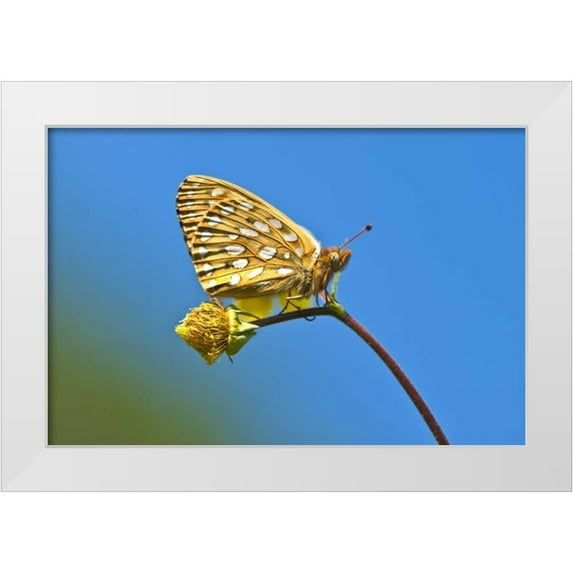 Rotenberg, Nancy 14x11 White Modern Wood Framed Museum Art Print Titled - USA, Colorado Skipper butterfly on flower stem