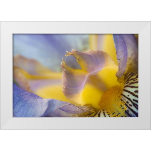Rotenberg, Nancy 14x11 White Modern Wood Framed Museum Art Print Titled - USA, Pennsylvania Macro of iris flower interior