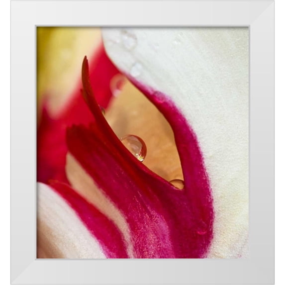 Rotenberg, Nancy 15x16 White Modern Wood Framed Museum Art Print Titled - Ohio Tulip flower colors and rain drop