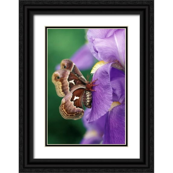 Rotenberg, Nancy 17x24 Black Ornate Wood Framed with Double Matting Museum Art Print Titled - Cecropia Moth on Iris in Garden