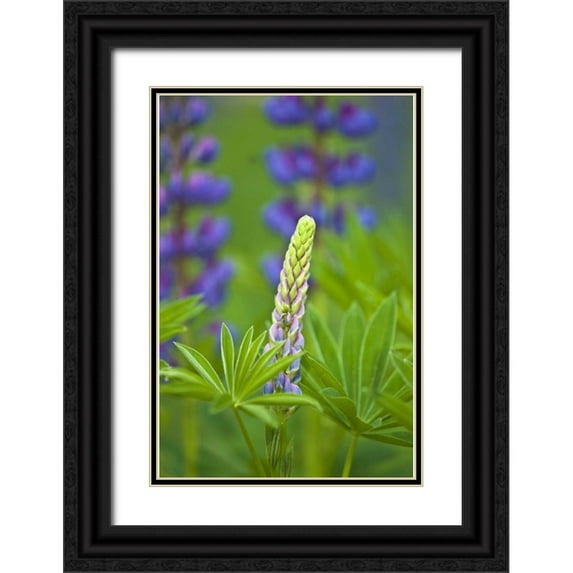 Rotenberg, Nancy 17x24 Black Ornate Wood Framed with Double Matting Museum Art Print Titled - ME, Acadia NP Lupine bud starting to bloom