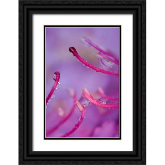 Rotenberg, Nancy 17x24 Black Ornate Wood Framed with Double Matting Museum Art Print Titled - North Carolina Catawba rhododendron with dew
