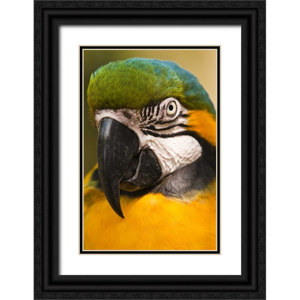 Rotenberg, Nancy 17x24 Black Ornate Wood Framed with Double Matting ...