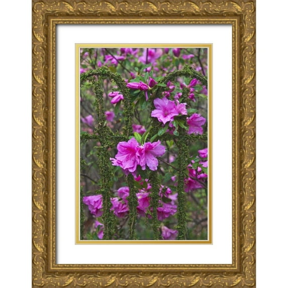 Rotenberg, Nancy 17x24 Gold Ornate Wood Framed with Double Matting Museum Art Print Titled - Georgia Azaleas on a garden fence