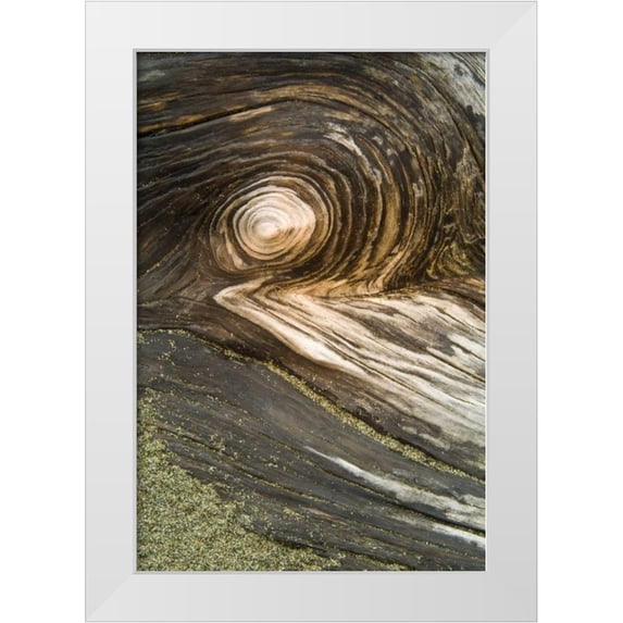 Rotenberg, Nancy 17x24 White Modern Wood Framed Museum Art Print Titled - USA, Oregon Stump pattern on beach
