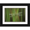 thumbnail image 1 of Rotenberg, Nancy 18x13 Black Ornate Wood Framed with Double Matting Museum Art Print Titled - Green Darner dragonfly on Reeds, 1 of 4