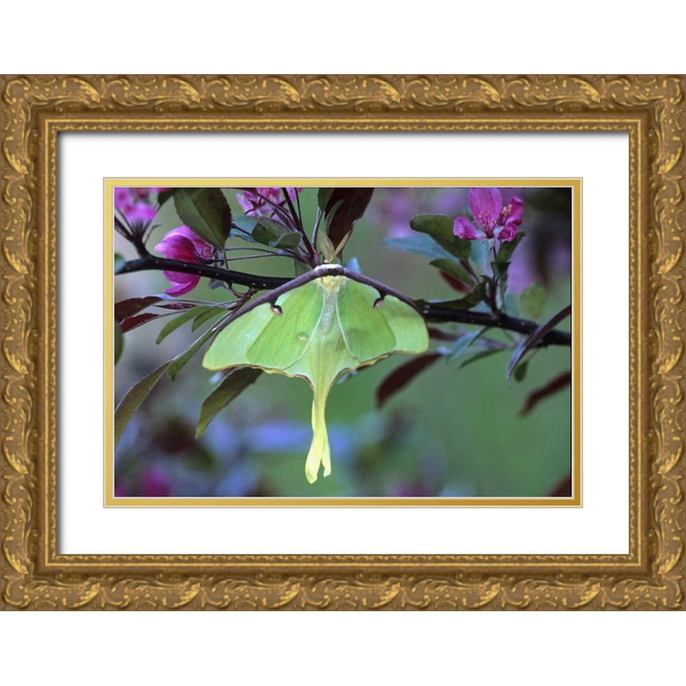 Rotenberg, Nancy 18x13 Gold Ornate Wood Framed with Double Matting ...