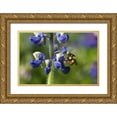 thumbnail image 1 of Rotenberg, Nancy 18x13 Gold Ornate Wood Framed with Double Matting Museum Art Print Titled - USA, Alaska, Inside Passage Bee on lupine flower, 1 of 4