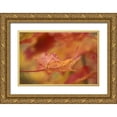 thumbnail image 1 of Rotenberg, Nancy 18x13 Gold Ornate Wood Framed with Double Matting Museum Art Print Titled - USA, Northeast, Red Maple Leaf in Fall, 1 of 4
