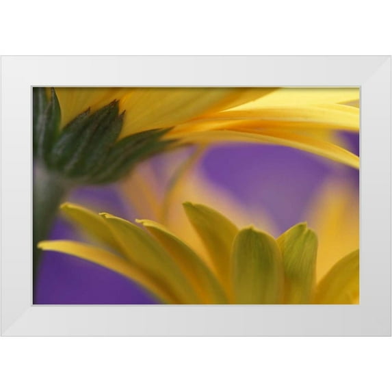Rotenberg, Nancy 18x13 White Modern Wood Framed Museum Art Print Titled - Pennsylvania Yellow Gerbera Daisies
