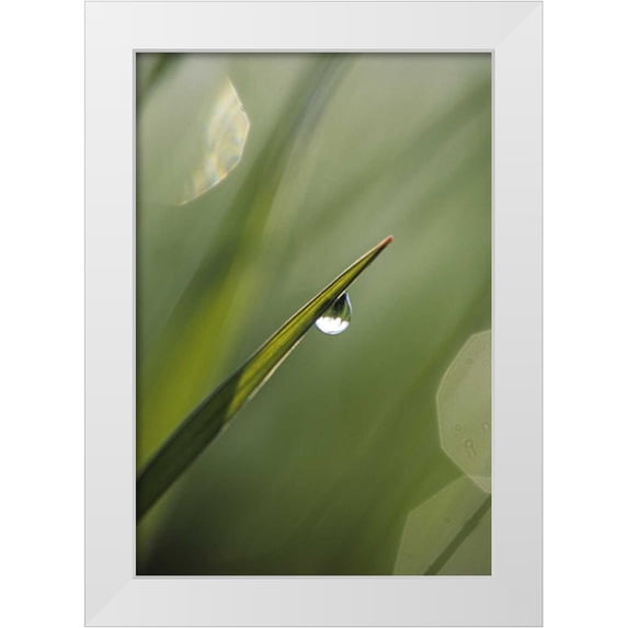 Rotenberg, Nancy 18x24 White Modern Wood Framed Museum Art Print Titled - Blade of Grass with Dewdrop