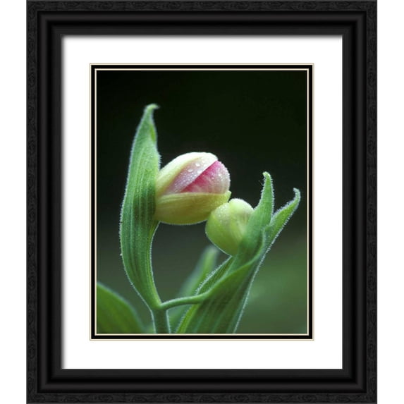 Rotenberg, Nancy 20x24 Black Ornate Wood Framed with Double Matting Museum Art Print Titled - USA, Pennsylvania Close-up of flower bud opening