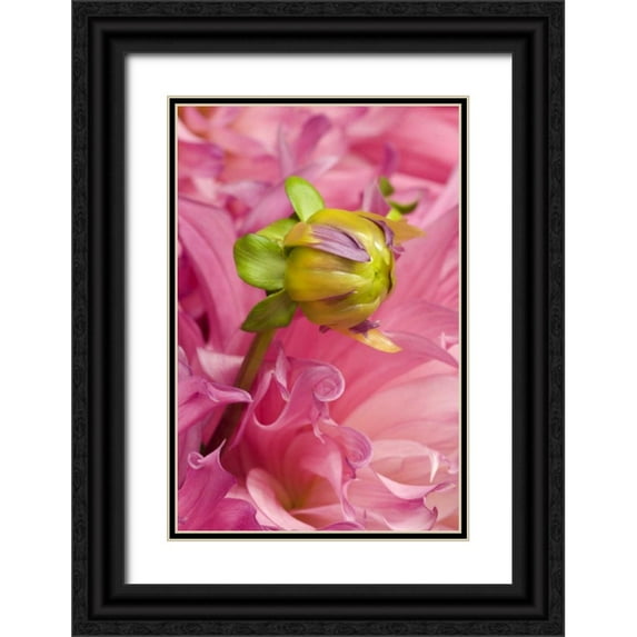 Rotenberg, Nancy 23x32 Black Ornate Wood Framed with Double Matting Museum Art Print Titled - Oregon, Swan Island, Bud Sprouting From Dahlia