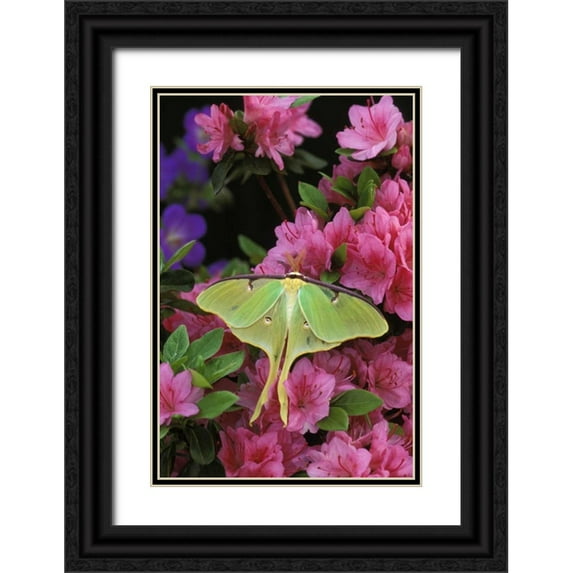 Rotenberg, Nancy 23x32 Black Ornate Wood Framed with Double Matting Museum Art Print Titled - USA, Pennsylvania, Luna moth on pink azaleas
