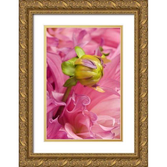 Rotenberg, Nancy 23x32 Gold Ornate Wood Framed with Double Matting Museum Art Print Titled - Oregon, Swan Island, Bud Sprouting From Dahlia