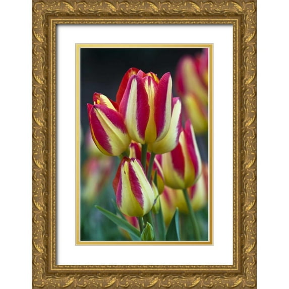 Rotenberg, Nancy 23x32 Gold Ornate Wood Framed with Double Matting Museum Art Print Titled - USA, Ohio Close-up of tulip variety