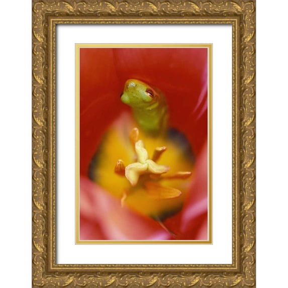 Rotenberg, Nancy 23x32 Gold Ornate Wood Framed with Double Matting Museum Art Print Titled - USA, Pennsylvania Frog inside tulip