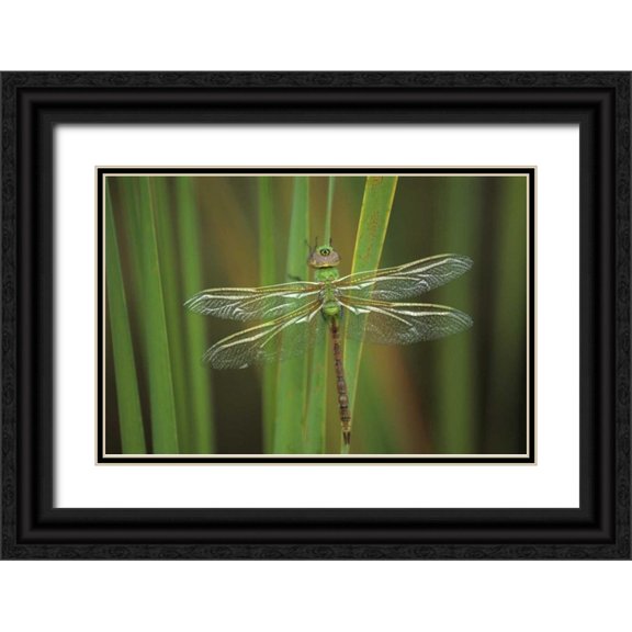 Rotenberg, Nancy 24x17 Black Ornate Wood Framed with Double Matting Museum Art Print Titled - Green Darner dragonfly on Reeds