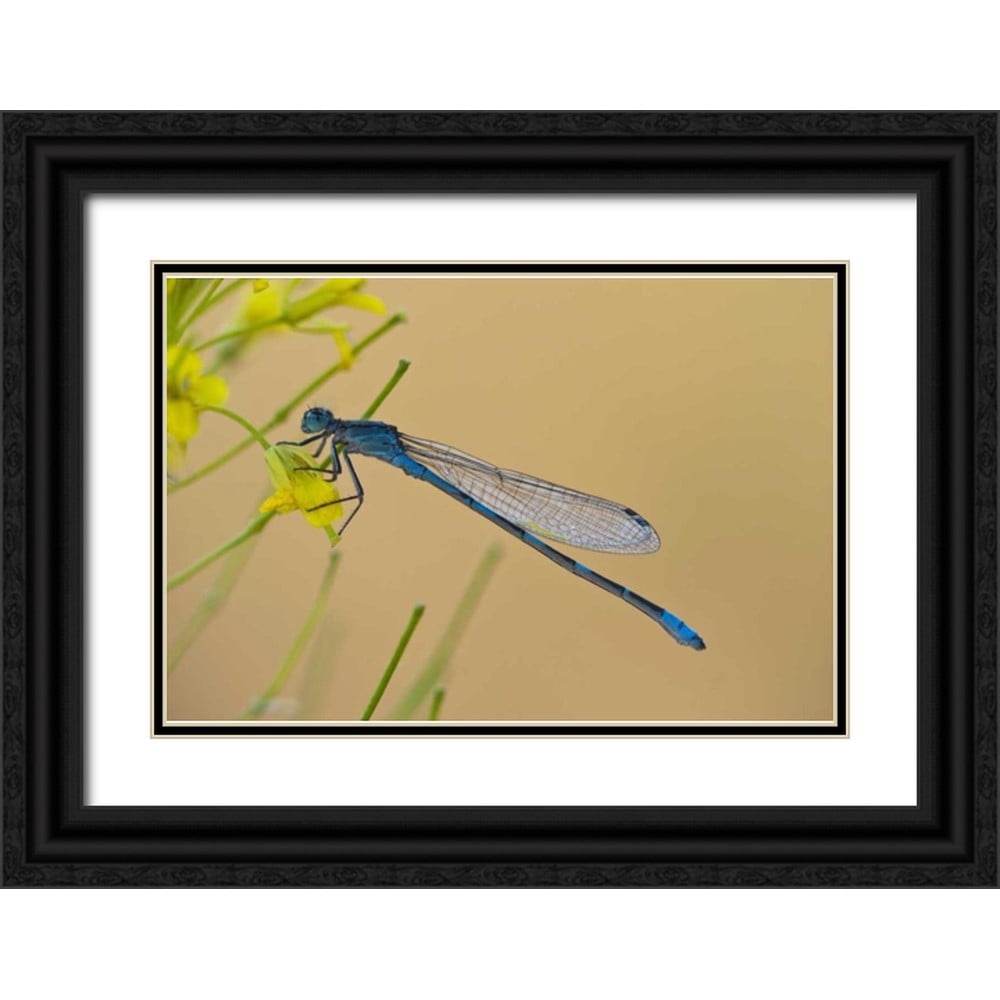 Rotenberg, Nancy 24x17 Black Ornate Wood Framed with Double Matting ...