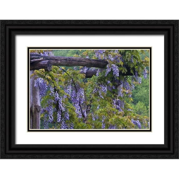 Rotenberg, Nancy 24x17 Black Ornate Wood Framed with Double Matting Museum Art Print Titled - PA, Purple wisteria flowers on wooden trellis