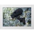 thumbnail image 1 of Rotenberg, Nancy 24x17 White Modern Wood Framed Museum Art Print Titled - AK, Inside Passage Black bear with fish and cubs, 1 of 4