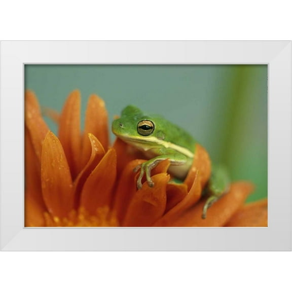 Rotenberg, Nancy 24x17 White Modern Wood Framed Museum Art Print Titled - Green Tree Frog on Flower in garden