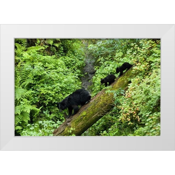 Rotenberg, Nancy 24x17 White Modern Wood Framed Museum Art Print Titled - USA, Alaska Black bear cubs follow mother on log