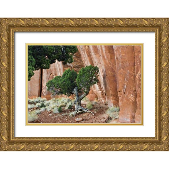 Rotenberg, Nancy 24x18 Gold Ornate Wood Framed with Double Matting Museum Art Print Titled - UT, Monument Valley Juniper in sandstone canyon