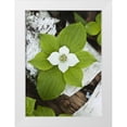 thumbnail image 1 of Rotenberg, Nancy 24x32 White Modern Wood Framed Museum Art Print Titled - Maine, Acadia NP Bunchberry plant on log, 1 of 4