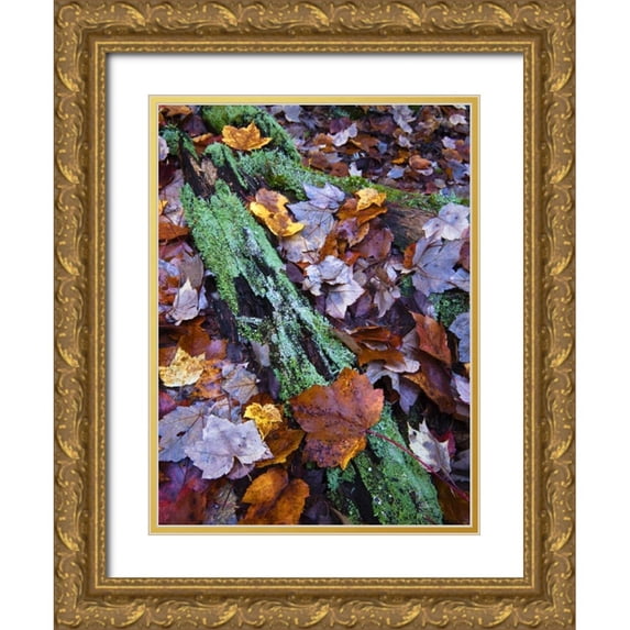 Rotenberg, Nancy 25x32 Gold Ornate Wood Framed with Double Matting Museum Art Print Titled - Fallen leaves and lichen log, Acadia NP, Maine