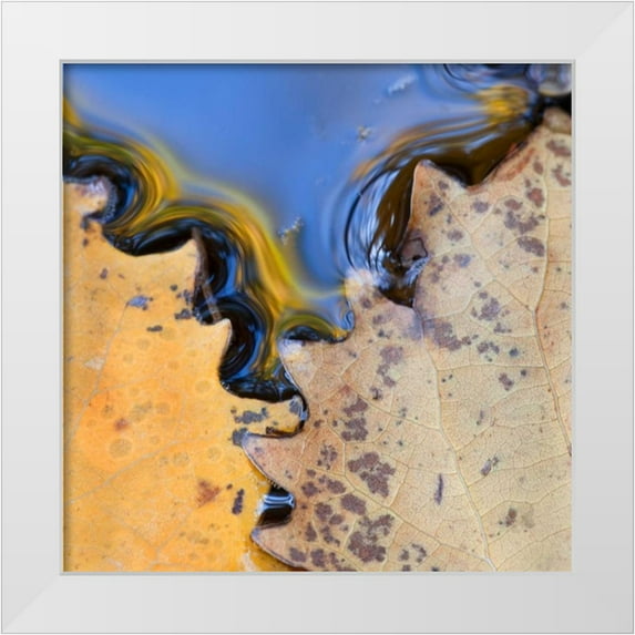 Rotenberg, Nancy 26x26 White Modern Wood Framed Museum Art Print Titled - ME, Acadia NP Leaves form pattern on pond water