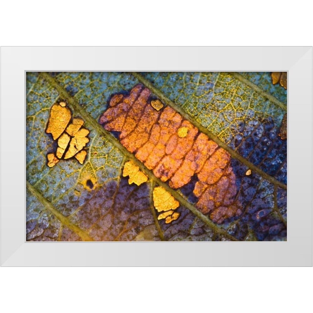 Rotenberg, Nancy 32x22 White Modern Wood Framed Museum Art Print Titled ...