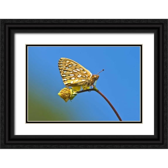 Rotenberg, Nancy 32x23 Black Ornate Wood Framed with Double Matting Museum Art Print Titled - USA, Colorado Skipper butterfly on flower stem