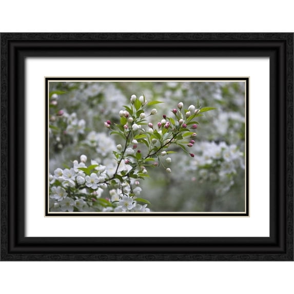 Rotenberg, Nancy 32x23 Black Ornate Wood Framed with Double Matting Museum Art Print Titled - USA, Ohio Cherry blossom branch in bloom