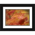 thumbnail image 1 of Rotenberg, Nancy 32x23 Black Ornate Wood Framed with Double Matting Museum Art Print Titled - USA, Pennsylvania Maple leaf in autumn color, 1 of 4