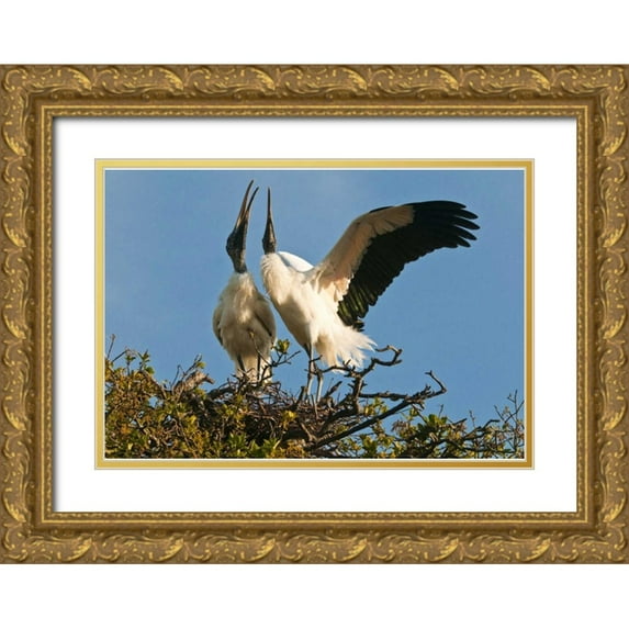 Rotenberg, Nancy 32x23 Gold Ornate Wood Framed with Double Matting Museum Art Print Titled - FL, Wood stork pair on nest in courtship display