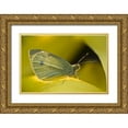 thumbnail image 1 of Rotenberg, Nancy 32x23 Gold Ornate Wood Framed with Double Matting Museum Art Print Titled - Ohio Sulphur butterfly on yellow daffodil flower, 1 of 4