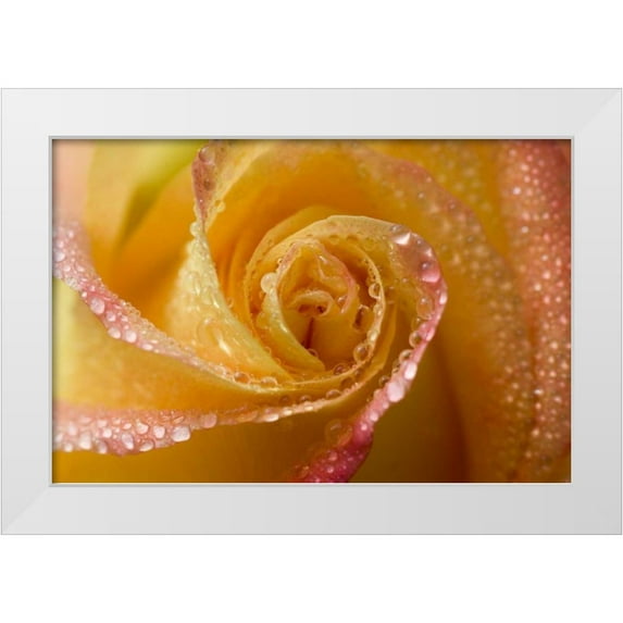 Rotenberg, Nancy 32x23 White Modern Wood Framed Museum Art Print Titled - Rose close-up with dew