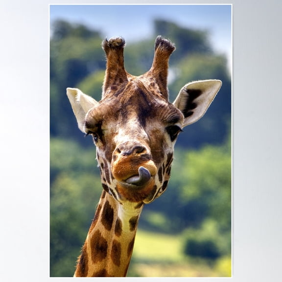 Rothschild Giraffe Sticking Out Its Tongue Poster Wall Art, Modern Wall Decor For Living Room Bedroom, 8x12 UNFRAMED