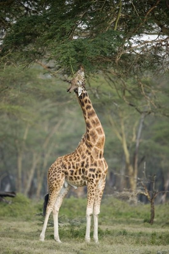 Rothschild giraffe (Giraffa camelopardalis rothschildi) feeding on tree leaves Lake Nakuru National Park Kenya Canvas Art - Panoramic Images (16 x 24)