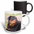 thumbnail image 1 of 3drose, Rottweiler, 11oz Magic Transforming Mug, 1 of 7