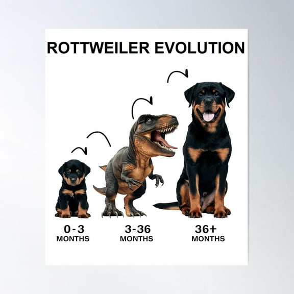 Rottweiler Evolution Poster, 16x24 UNFRAMED