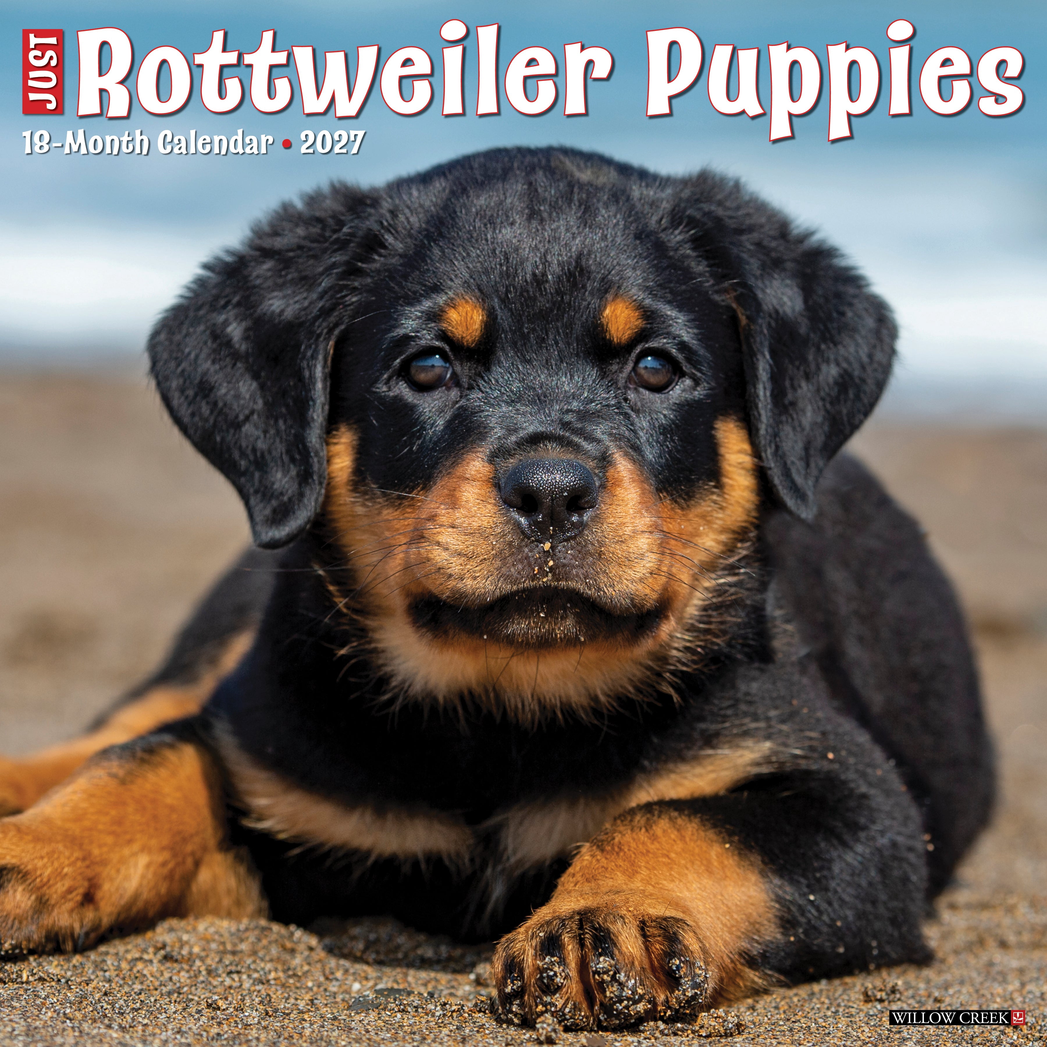 Willow Creek Press, Rottweiler Puppies 2027 Wall Calendar