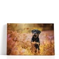 thumbnail image 1 of Rottweiler Puppy in Nature - Wrapped Canvas Print Wall Art | 48" W x 32" H, 1 of 4