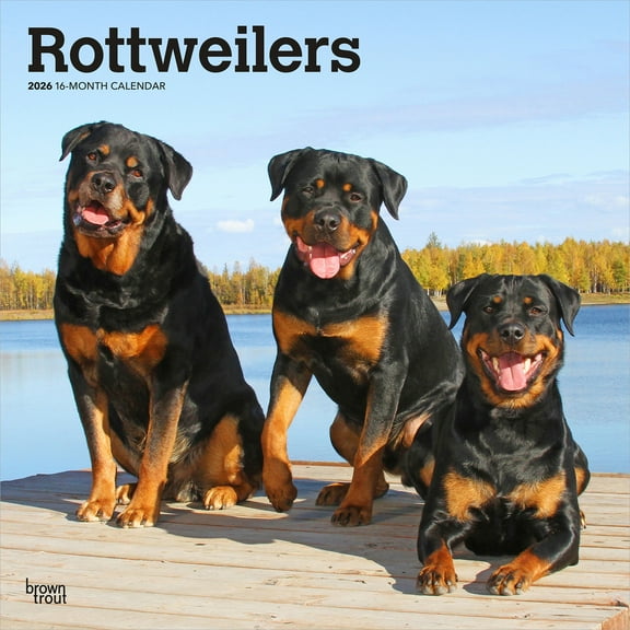 Rottweilers | 2026 12x24" (Hanging) Wall Calendar | Plastic-Free | BrownTrout