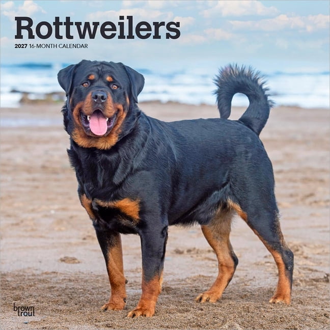 Rottweilers 2027 12 X 24 Inch (Hanging) Monthly Square Wall Calendar Plastic-Free, (Paperback)