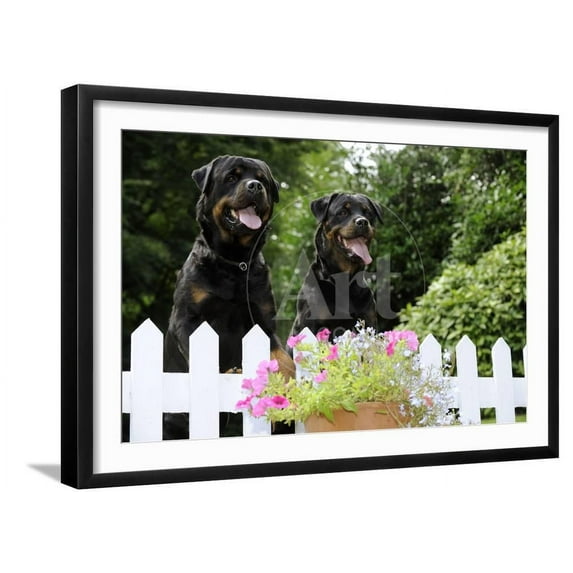 Rottweilers Looking over Fence, Animals Botanical Framed Art Print Wall Art Sold by Art.Com