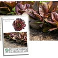 thumbnail image 1 of Rouge d'Hiver Romaine Lettuce Seeds (Lactuca sativa) – 1000+ Heirloom Non-GMO Seeds per Packet by Isla’s Garden Seeds, Cold-Hardy, Red-Tinged Leaves, Perfect for Crisp and Flavorful Salads, 1 of 7