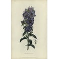 thumbnail image 1 of Rough Bellflower, Campanula Peregrina Poster Print By ® Florilegius Mary Evans (24 X 36), 1 of 4