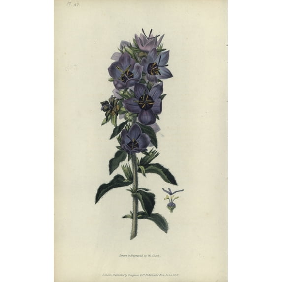 Rough Bellflower, Campanula Peregrina Poster Print By ® Florilegius Mary Evans (24 X 36)
